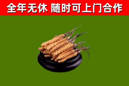 连城烟酒回收冬虫夏草.jpg